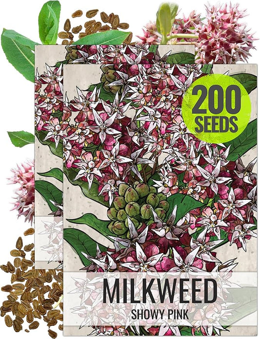 Seed Needs Showy Milkweed Seeds for Planting - Untreated & Open Pollinated, Attracts Monarch Butterflies in a Butterfly Garden (2 Packs)