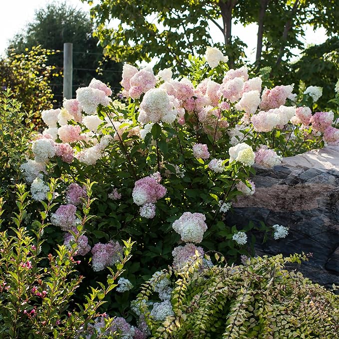 3 Gallon First Editions Hydrangea Vanilla Strawberry Shrub