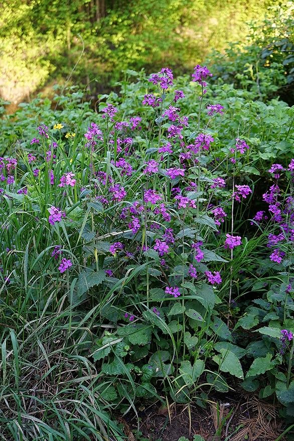 50 Lunaria Biennis Seeds - Silver Dollars, Money Plant, Honesty Plant, Moonwort