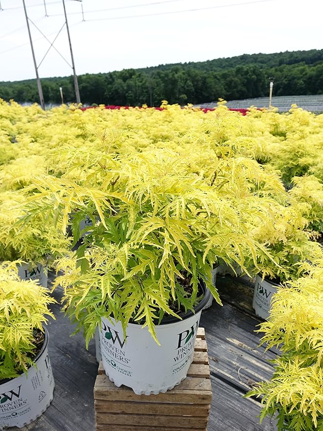 Proven Winners - Sambucus racemosa Lemony Lace (Elderberry) Shrub, , #3 - Size Container