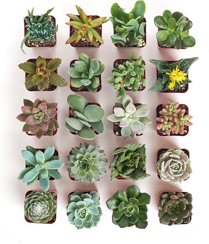 Shop Succulents Unique Succulent Plant Pack Bulk Collection - Live Mini Succulent Plants, Low Maintenance, Exceptional Colors & Textures - Wedding and Party Favors, Gift & Garden, Pack of 20