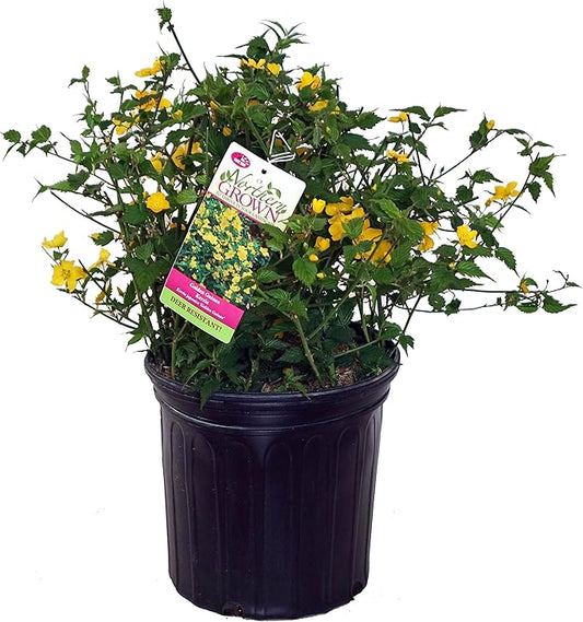 Kerria japonica 'Golden Guinea' (Japanese Kerria) Shrub, yellow flowers, #2 - Size Container