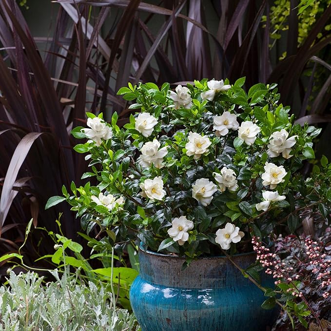 3 Gallon Gardenia Frostproof Shrub