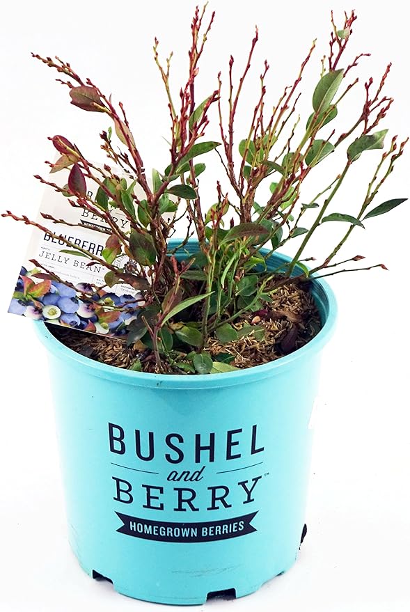 Bushel and Berry™ - Vaccinium x Jelly Bean (Blueberry) Edible-Shrub, , #2 - Size Container