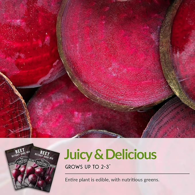 Survival Garden Seeds - Detroit Dark Red Beet Seed for Planting - Packet with Instructions to Plant and Grow Delicious Root Vegetables in Your Home Vegetable Garden - Non-GMO Heirloom Variety