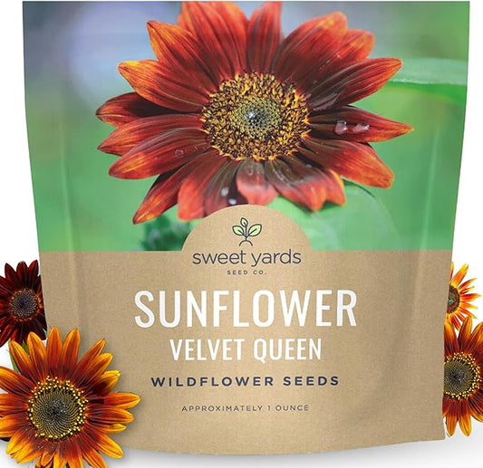 Velvet Queen Sunflower - Large 1 Ounce Packet - 1,000 Flower Seeds for Planting - Helianthus annuus