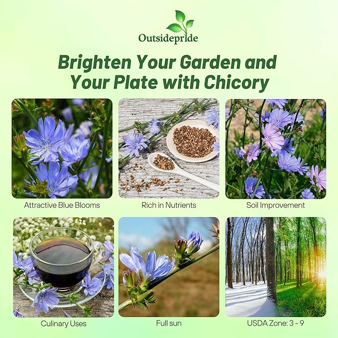 Outsidepride 5 lb. Perennial Chicory Flower Seeds for Planting