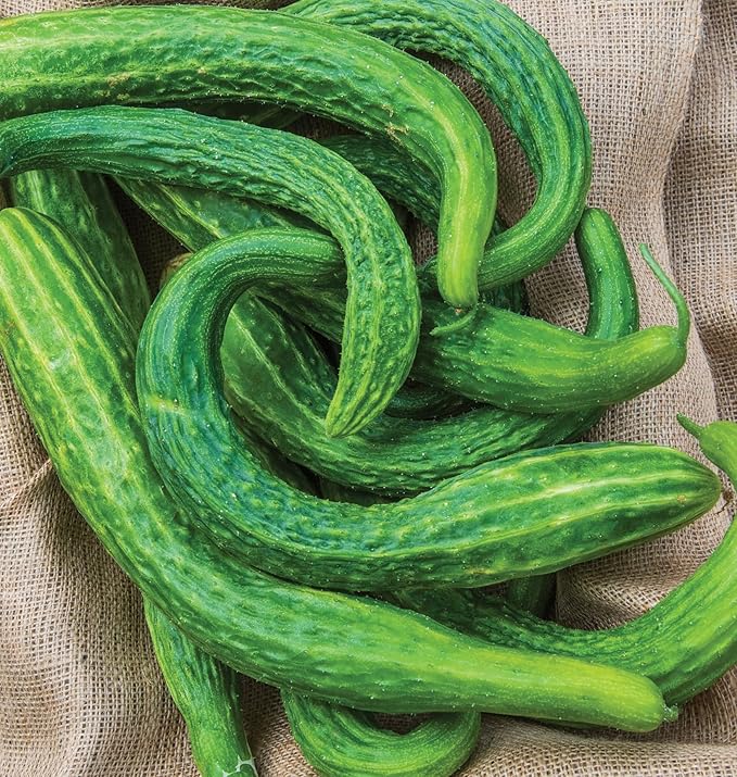 Burpee 'Suyo Long' Cucumber Seeds, 30 Non-GMO seeds, Heirloom