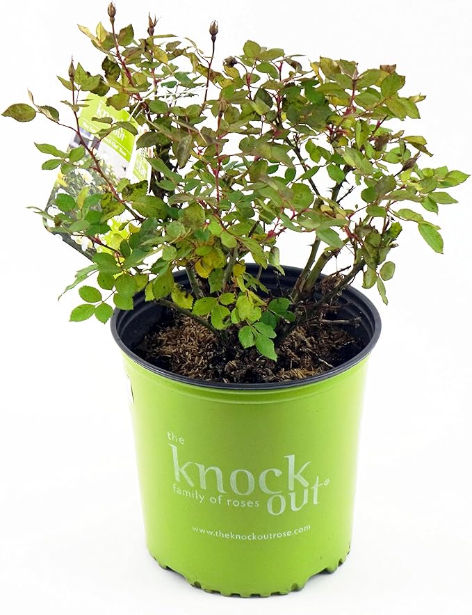 Green Promise Farms Rosa `Sunny Knock Out` (Reblooming) Rose, 2 Size Container, yellow flower