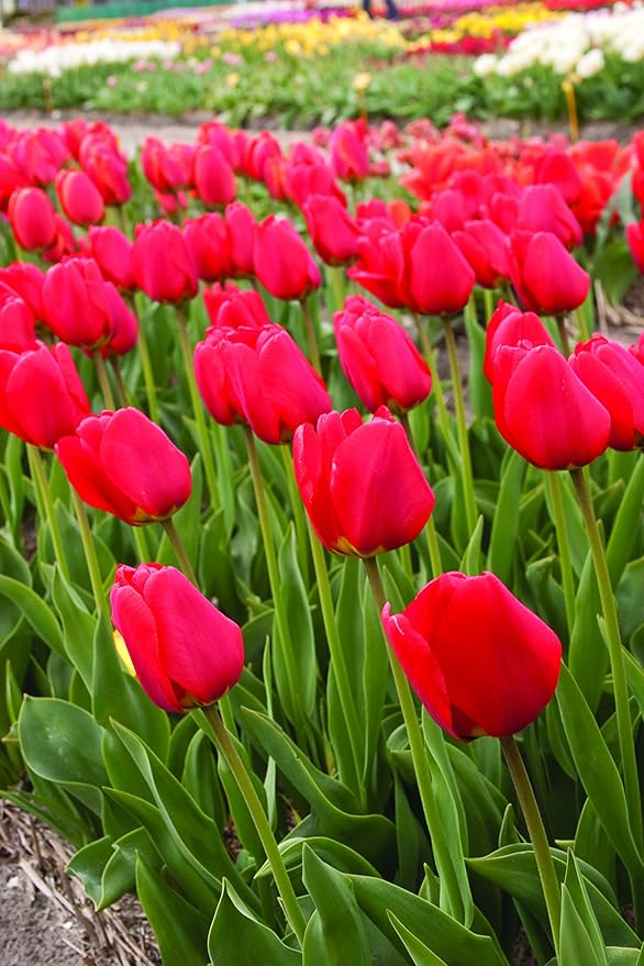 Red Tulips Darwin Hybrids (25 Bulbs) - Red Van Eijk Tulip Bulbs - Perennial Bulbs by Willard & May
