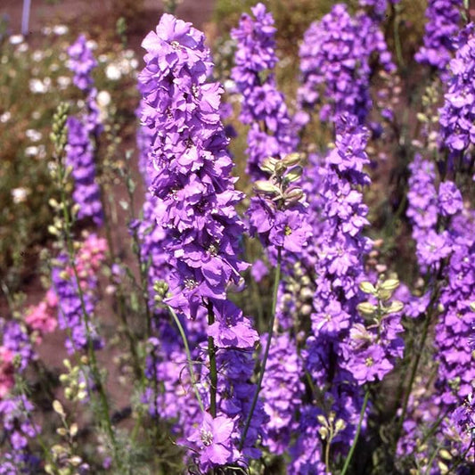 Outsidepride 1000 Seeds Delphinium Lilac Larkspur Flower Seeds for Planting