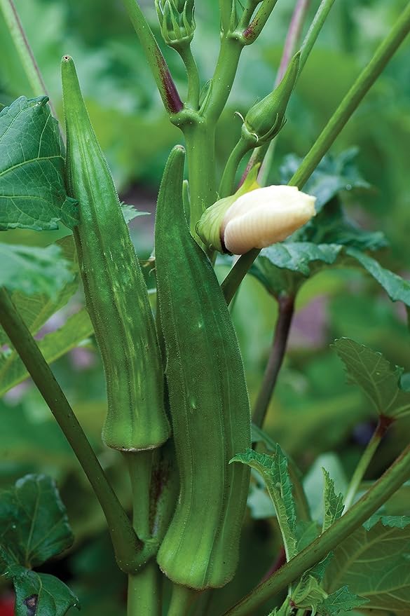 Burpee Clemson Spineless Okra Seeds 250 seeds