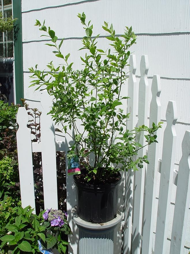 Vaccinium corymbosum 'Bluecrop' (HighBush Blueberry) Edible-Shrub, #2 - Size Container
