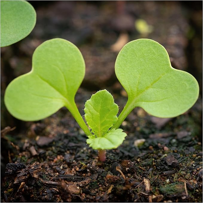 Seed Needs Watermelon Radish Seeds for Planting - Non-GMO, Heirloom & Untreated - Organically Grow a Home Grown Vegetable Garden - Cool Weather Crops (1 Pack)