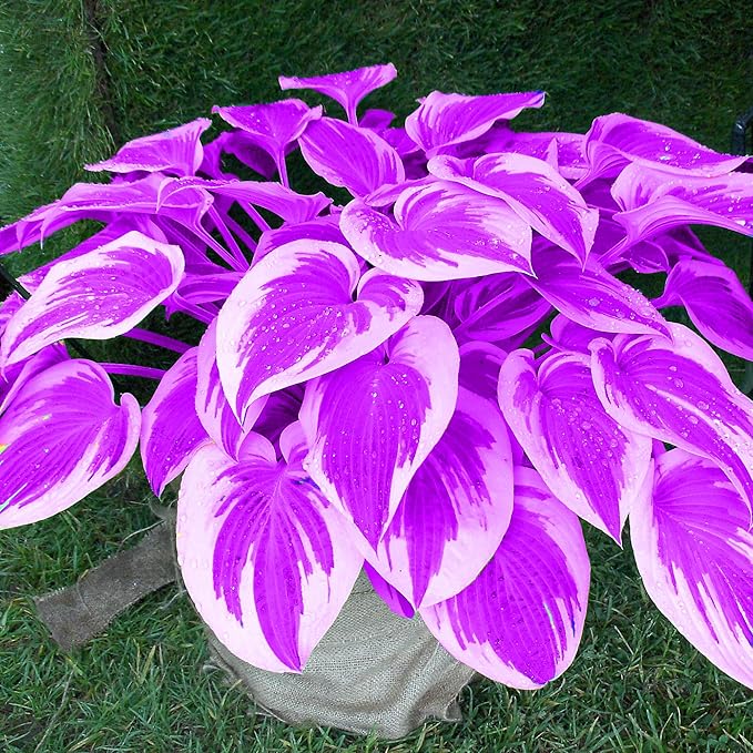 Purple Hosta Seeds Perennial Hosta Plants Seeds for Planting Outdoor Garden Low Maintenance 200Pcs