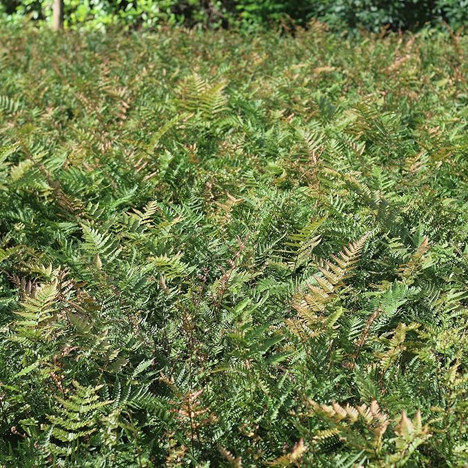 PERFECT PLANTS Autumn Fern Live Plant, Includes Care Guide