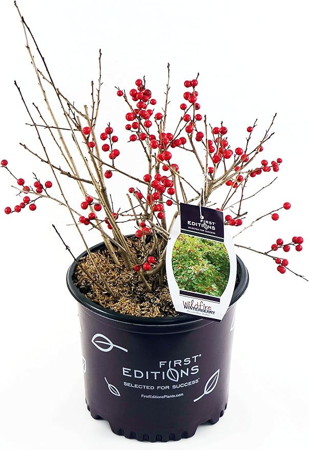 First Editions - Ilex verticillata Wildfire (Winterberry) Shrub, bright red fruit, #3 - Size Container