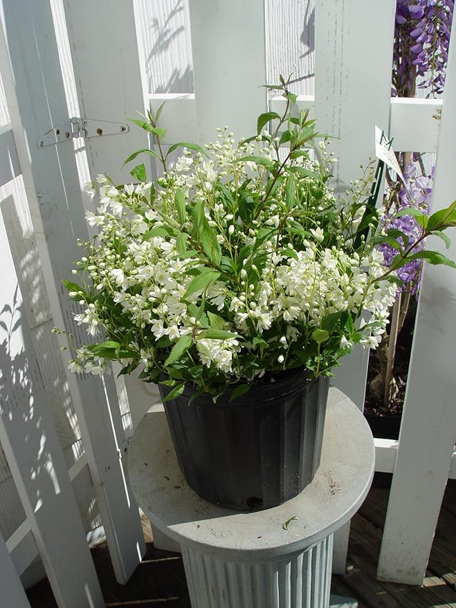 Deutzia gracilis 'Nikko' (Nikko Deutzia) Shrub, white flowers, #3 - Size Container