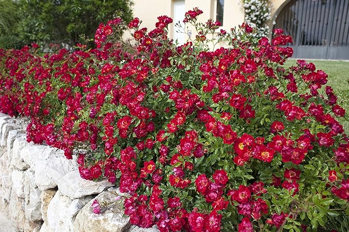 Drift Roses - Rosa Red Drift (Rose) Rose, double red flowers, #2 - Size Container