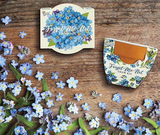 BUZZY Seeds Terracotta Mini Grow Pots | Herb, Plant, Flower Starter Kit for Kids & Adults | 12-Pack, Daydream Forget-Me-Not Flower | Guaranteed to Grow | Best Indoor Grow Your Own Plant