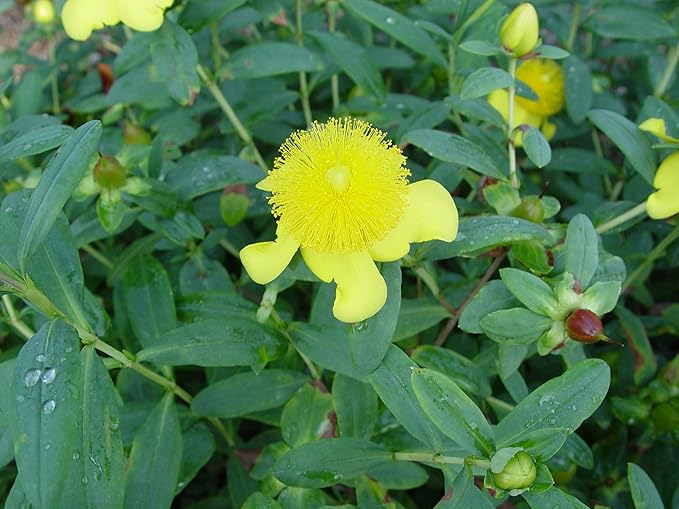 Hypericum frondosum 'Sunburst' (St. Johns Wort) Shrub, yellow flowers, #3 - Size Container