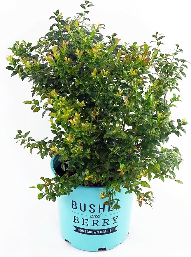 Bushel and Berry™ - Vaccinium cor. Blueberry Glaze (Blueberry) Edible-Shrub, , #2 - Size Container