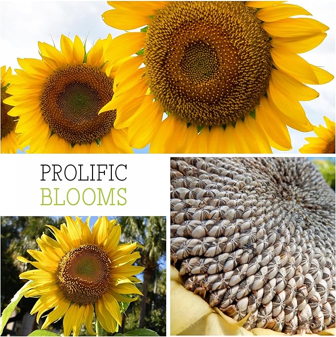 Seed Needs, 1 Ounce 300+ Mammoth Sunflower Seeds to Plant (Helianthus annuus Grey Stripe) Grow Tall Giant Sun Flowers! Flower Seeds Attract Bees and Birds to The Garden - Bulk