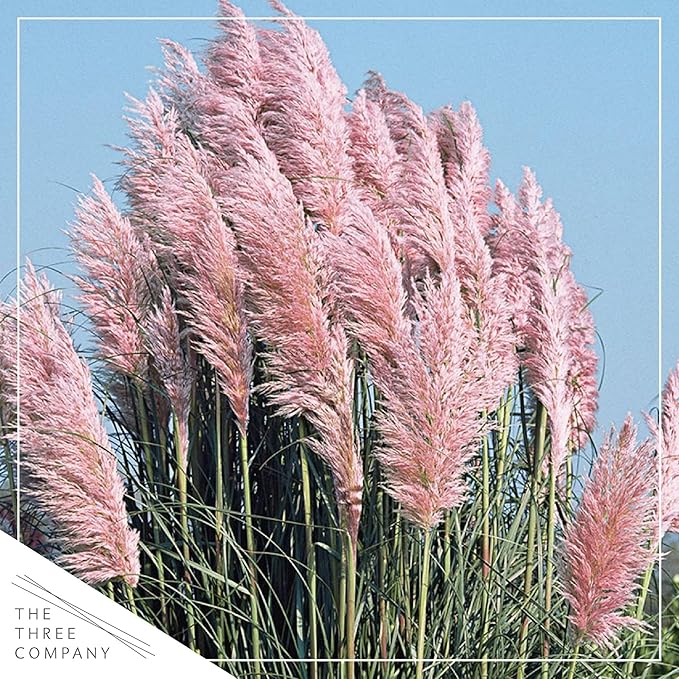 Live Perennial Pampas Grass - Assorted White and Pink (2 Per Pack), Showy Accent Plant, 12" Tall by 6" Wide in 1.5 Quart Pot (Pack of 2)