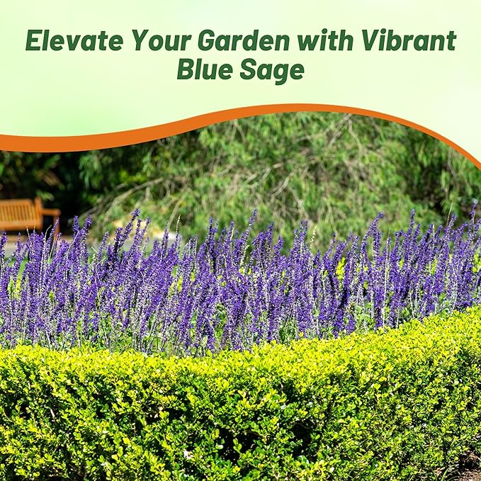 Outsidepride Blue Sage Seeds - 1/2 Lb. Perennial, Drought-Tolerant & Deer-Resistant Wildflower Seeds w/Fragrant Blooms for Pollinator Attractant for Butterfly & Hummingbird Gardens & Landscaping