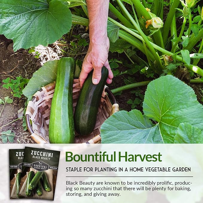 Survival Garden Seeds - Black Beauty Zucchini Seed for Planting - 1 Pack with Instructions to Plant & Grow Dark Green Summer Squash Plants in Your Home Vegetable Garden - Non-GMO Heirloom Variety