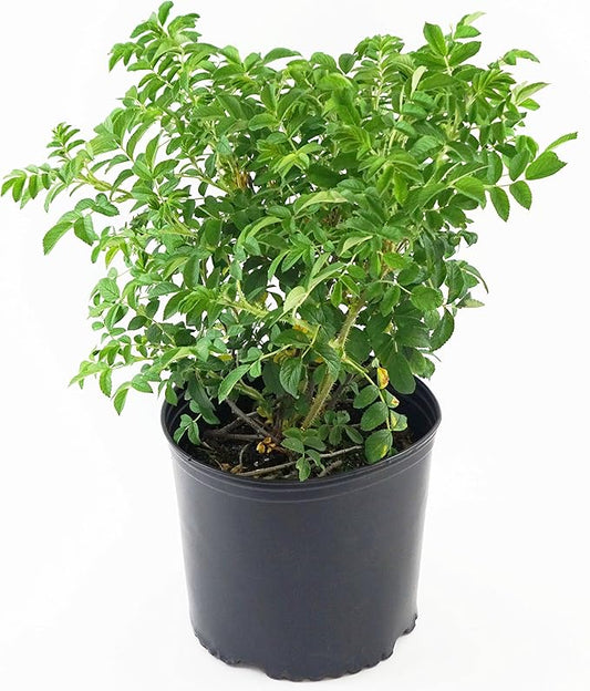 Rosa rugosa (Rugosa Rose) Rose, pink flowers, #2 - Size Container