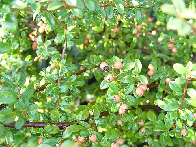 Cotoneaster dammeri 'Coral Beauty' (Coral Beauty Cotoneaster) Shrub, 3 - Size Container