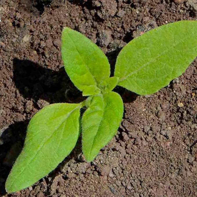 Seed Needs, Dwarf Teddy Sunflower Seeds - 100 Heirloom Seeds for Planting Helianthus annuus - Double Petaled Blooms, Attracts Pollinators/Butterflies (1 Pack)