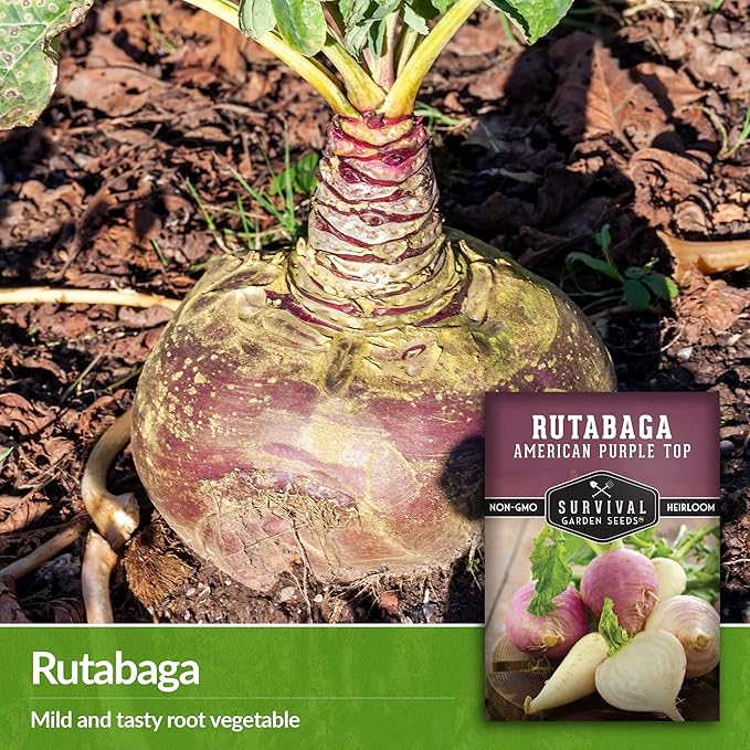 Survival Garden Seeds - 1 Pack American Purple Rutabaga Seed for Planting with Instructions to Grow Brassica Napus in Your Home Vegetable Garden - Non-GMO Heirloom Variety