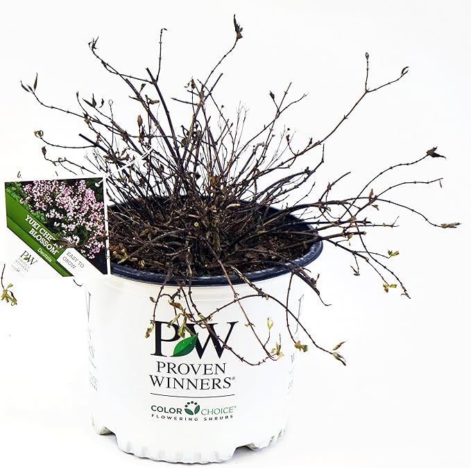 Proven Winners - Deutzia Yuki Cherry Blossom (Yuki Cherry Blossom Deutzia) Shrub, pink flowers, #3 - Size Container