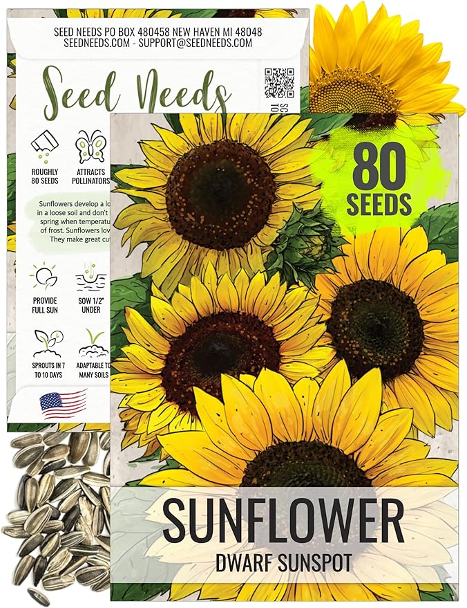 Seed Needs, Dwarf Sunspot Sunflower Seeds - 80 Heirloom Seeds for Planting Helianthus annuus - Attracts Butterflies & Pollinators, Grows 2 Feet Tall (1 Pack)