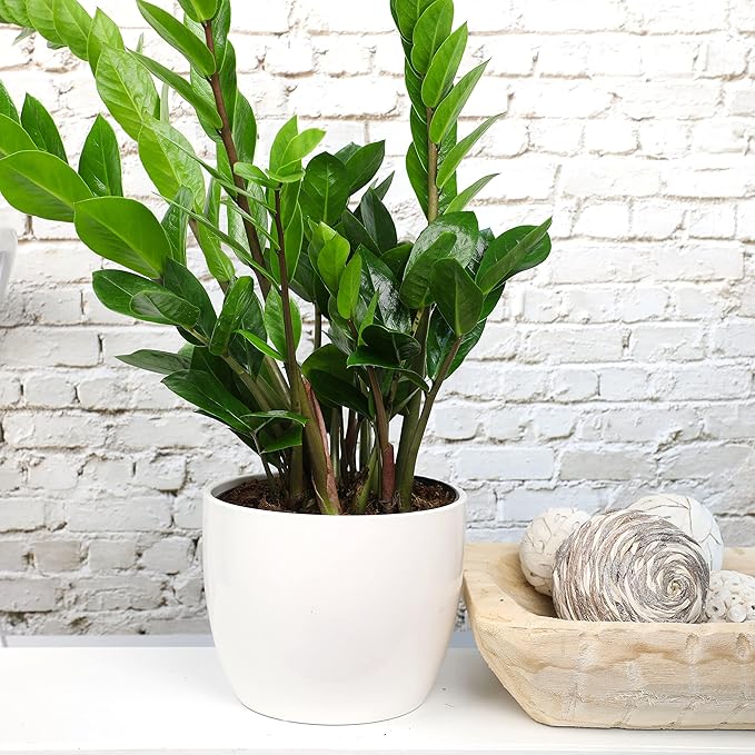 6" ZZ Plant Zamioculcas Zamiifolia, ZZ Plants Live House Plants Indoors Live House Plants Indoors, Indoor Plants Live, Real Live Plants Indoor Plants Live Houseplants Live Indoor by Plants for Pets