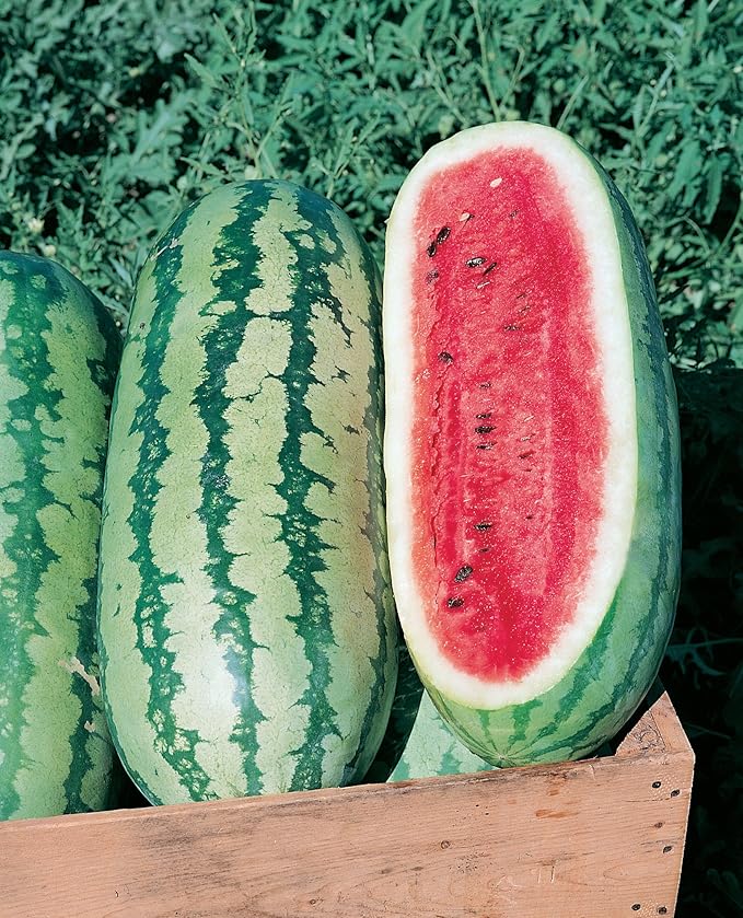 Burpee Georgia Rattlesnake Watermelon Seeds 100 Seeds (Pack of 2)