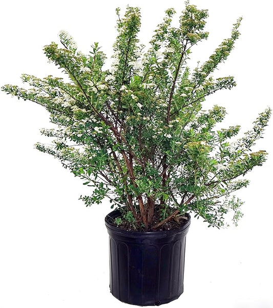 Spiraea nipponica 'Snowmound' (Spirea) Shrub, #3 - Size Container