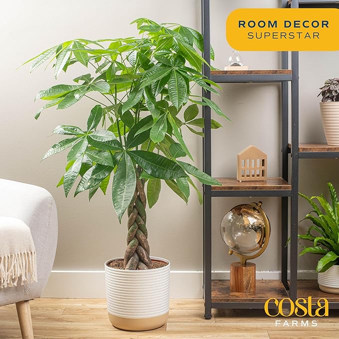 Costa Farms Money Tree Live Plants (2-Pack), Easy to Grow Houseplants in Indoor Garden Pot, Pachira Bonsai in Potting Soil, Birthday, Housewarming, Thank You Gift, Office and Home Decor, 3-4 Feet Tall