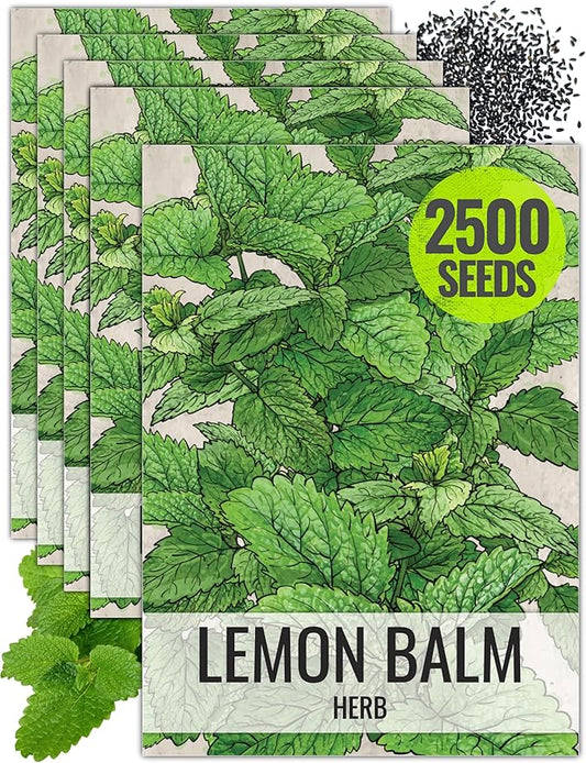 Seed Needs Lemon Balm Seeds for Planting - Non-GMO, Heirloom & Untreated Perennial Medicinal Herb - Plant Indoors/Outdoors Used for Making Calming Tea (5 Packs)
