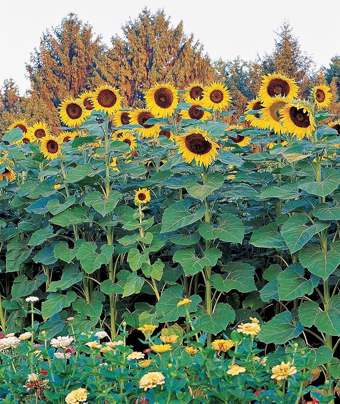 Burpee Sunforest Mix Sunflower Seeds 100 seeds