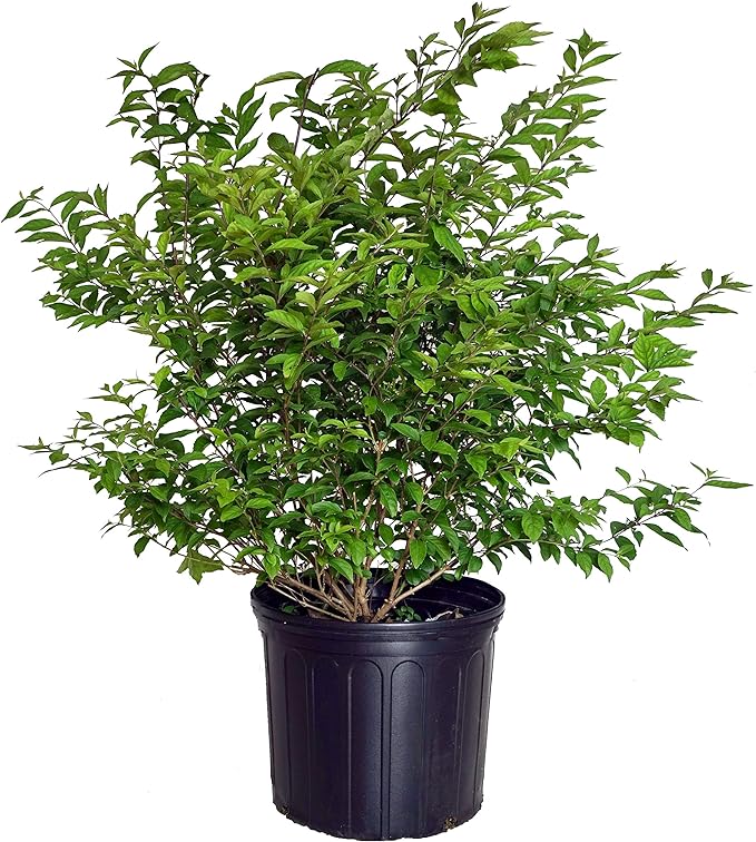 Callicarpa dich. 'Early Amethyst' (Beautyberry) Shrub, pink flowers, #3 - Size Container