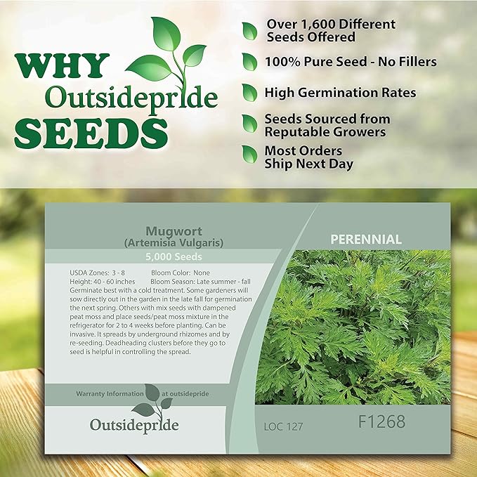 Outsidepride 10000 Seeds Perennial Mugwort Herb Garden Seeds for Planting