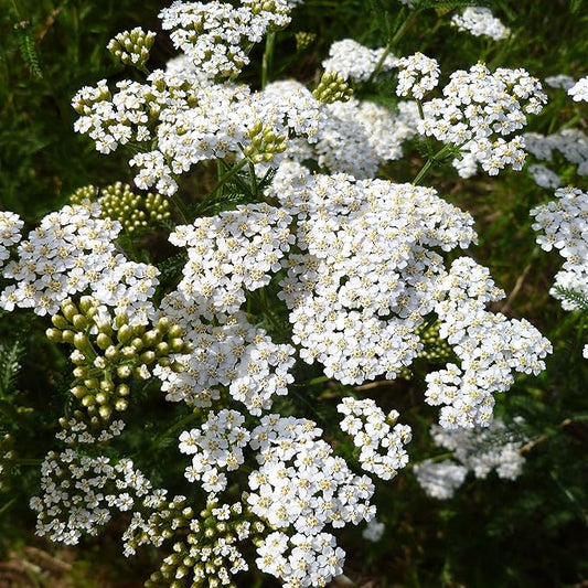 Outsidepride Achillea Millefolium Wild White Yarrow Seeds - 1/4 Lb. Perennial Flower Seeds, Drought Resistant, Low Maintenance & Easy Planting for Beautiful Garden & Fireflies Attraction