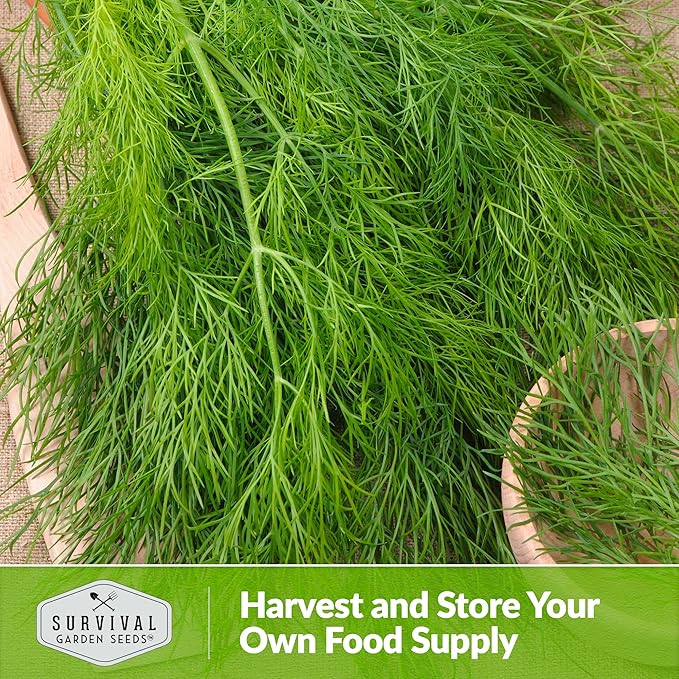 Survival Garden Seeds Compact Dill for Planting - 1 Seed Packet with Instructions to Plant & Grow Container Sized Dwarf Dill Herb Plants in Your Home Garden - Non-GMO Heirloom Variety