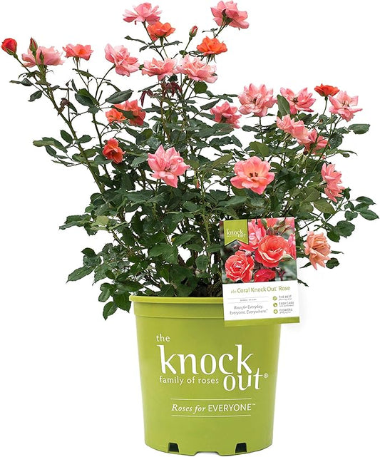 Green Promise Farms Rosa Knock Out (Reblooming) Rose, 3-Size Container, Coral Flowers