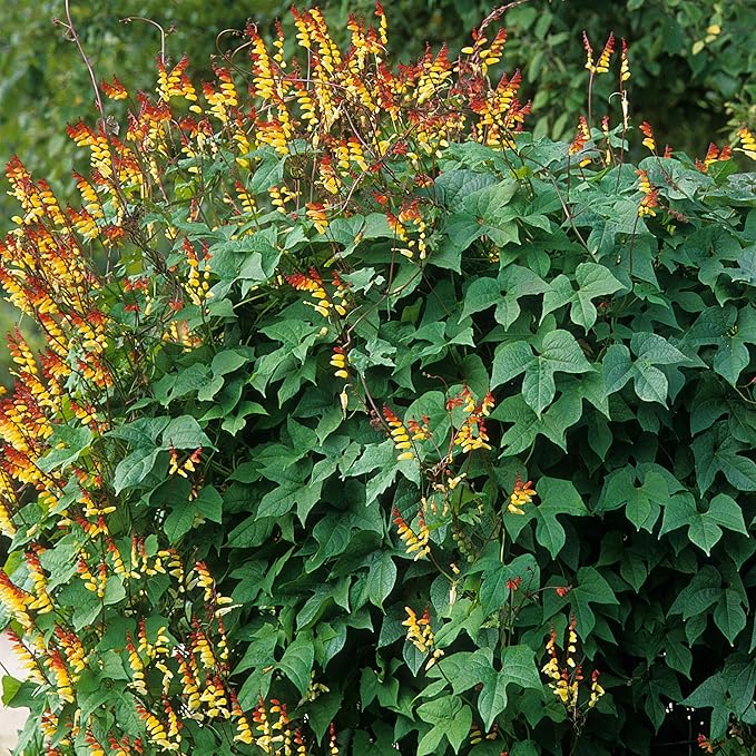 Outsidepride 200 Seeds Perennial Mina Lobata Firecracker Flowering Vine Seeds for Planting
