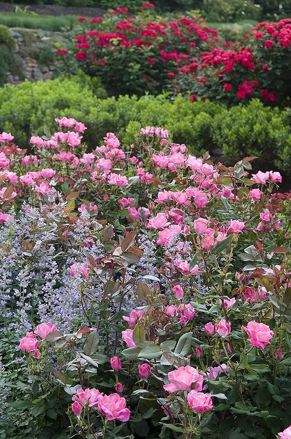 Green Promise Farms Rosa Knock Out` (Reblooming) Rose, 3 Size Container, pink flower