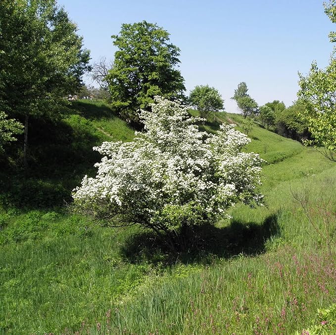 CHUXAY GARDEN 20 Seeds English Hawthorn Seeds for Planting Outdoors Heirloom Crataegus Laevigata Seed Deciduous Shrub Hawthorn Tree Plant Edible Sweet Fruit